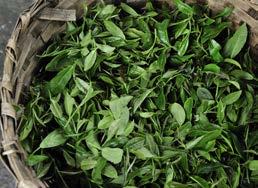 När tebladen har plockats, börjar den verkliga teframställningen genom att bladen får vissna. Tebladen sprids ut och får vissna vid 25 30 C. Bladen mjuknar i takt med att vatteninnehållet minskar.