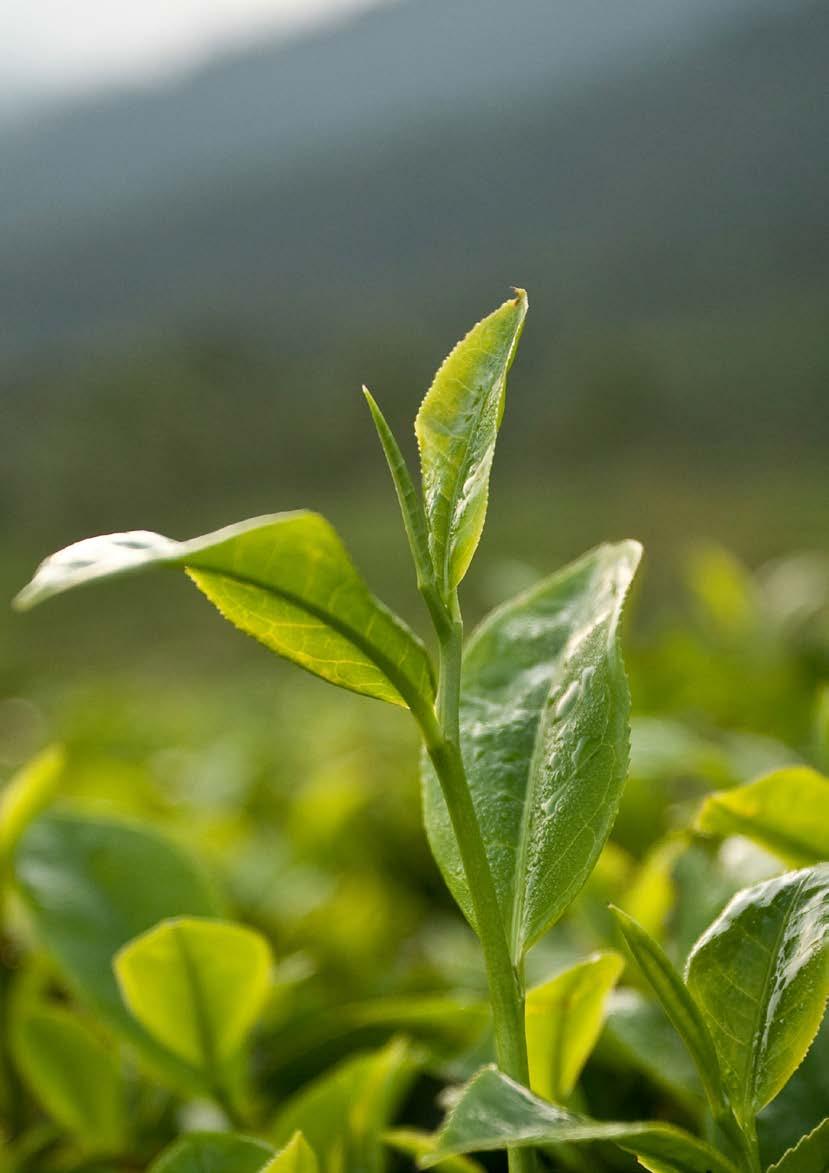 PICKWICK SLOW TE Slow Tea har utvecklats speciellt för de ögonblick som vi vill bevara extra länge.