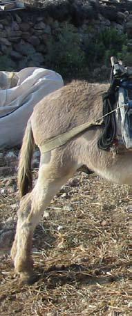Vem är det som rider på den där åsnan? Advent börjar medhosianna-hymnen, som i själva verket förenar julen med påsken. Den sången sjöngs ju när Jesus red in i Jerusalem.