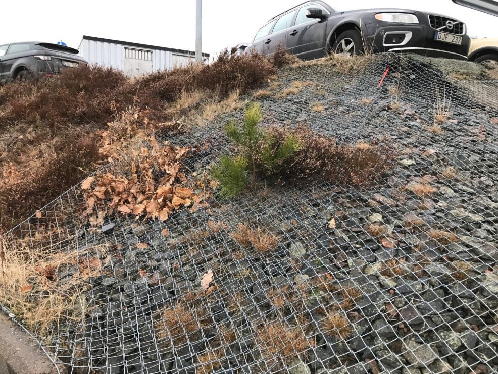 kontinuerligt hålla efter grönområdena.