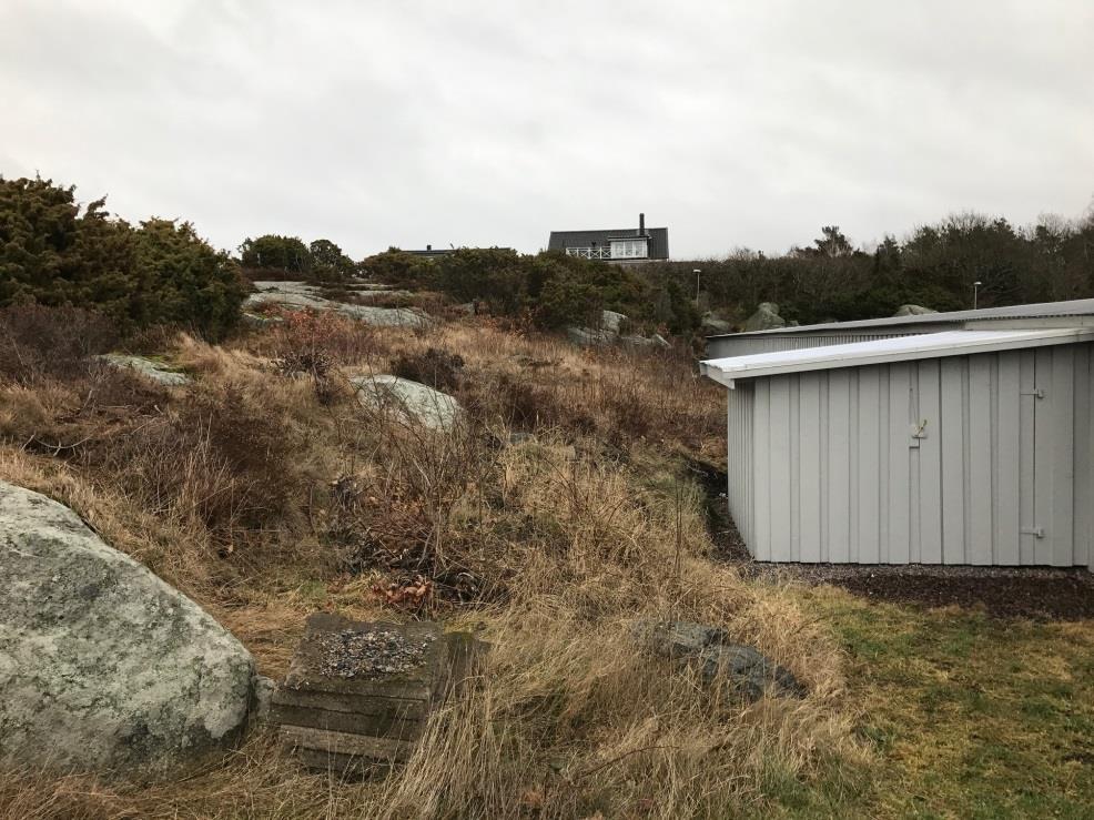 som lätt kan växa en meter per säsong.