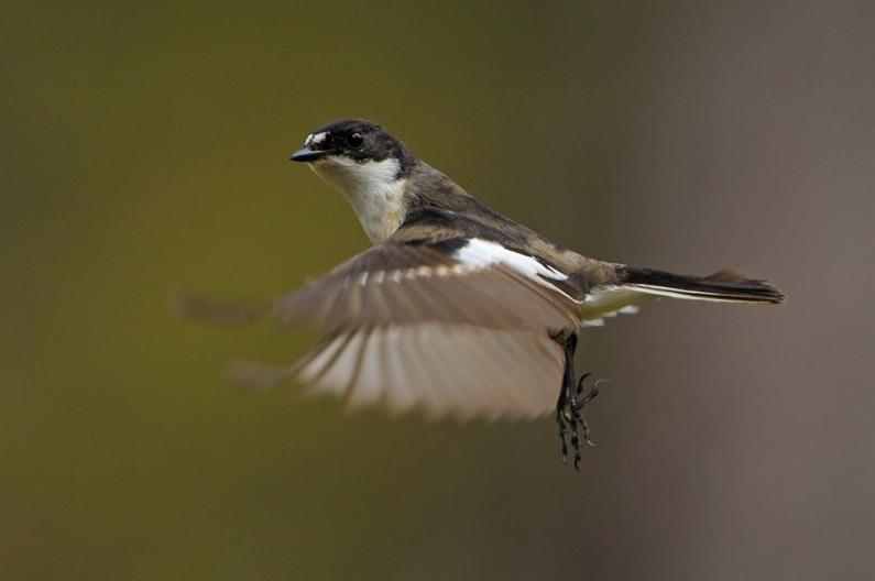 Resultat Inventeringen visar att fågelfaunan i Bokhultet är tämligen karaktäristisk för bokskogsmiljöer i trakten och innehåller basutbudet av arter.