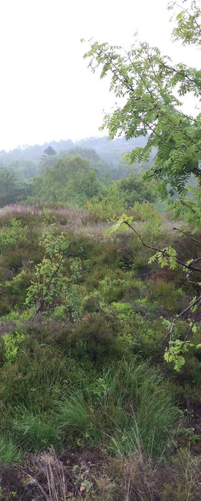 Fördjupade artinventeringar i nordöstra Högsbo Göteborgs stad Underlag