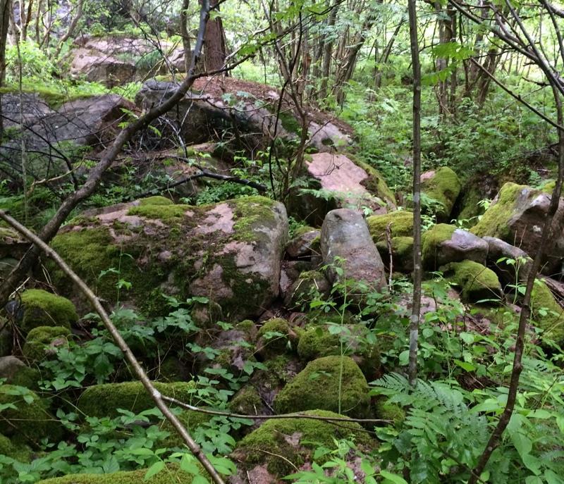 Hasselsnok, lämplig övervintringsplats i rasbrant längs stigen mellan Gruvgatan och Axlemossen.
