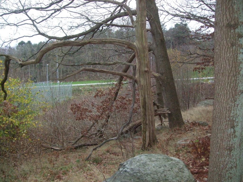 Inventering av naturvärden i nordöstra Högsbo Göteborgs stad Underlag