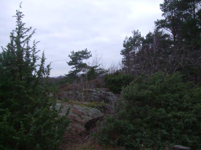 Hällmarker Öppna hällmarker/igenväxande ljunghedar/hällmarkstallskog med ljung, en, tall, björk samt inslag av bärande träd och