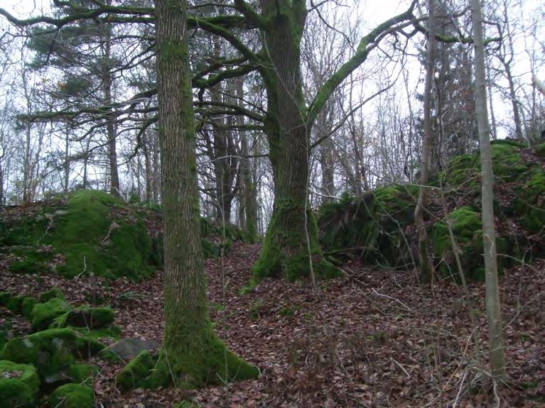 Naturvärdesbedömning: Naturvärdesklass 3 påtagligt naturvärde. Grova ekar i objekt 34. 35. Bäckravin Bäckravin med lövskog dominerad av alm, ask, lönn och sälg. Enstaka grova almar och askar.