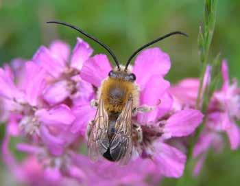 Vildbin värdefulla och hotade De flesta känner till honungsbiet och den stora nytta det gör som pollinerare av växter och grödor.