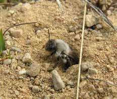 Vissa snyltar av andra Mer än en fjärdedel av vår svenska solitärbin bygger inga egna bon och samlar inte själva pollen till sin avkomma.
