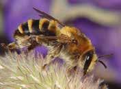 De flesta rödlistade bin, samt ett antal arter som inte är rödlistade, fungerar