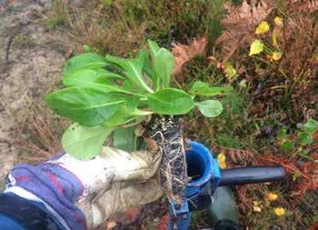 Guldsandbi är en art som ofta finns i blomrika vägkanter. Där lever de av ängsvädd. Trafikverket har infört extra sen slåtter på en del vägsträckor där arten finns.