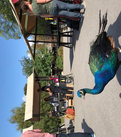Ett stort tack till Skansen som med sina resurser starkt bidrog till denna minnesvärda dag för alla besökare.
