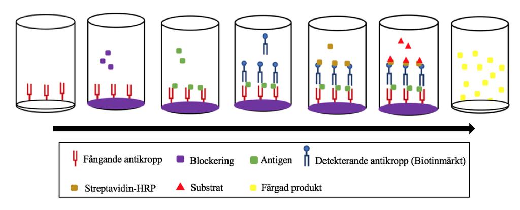 antigenet som ska analyseras. Den fångade antikroppen adsorberas till brunnarna och kan vara polyklonala d.v.s binder till olika epitoper på samma antigen eller monoklonal som bara binder till en epitop.