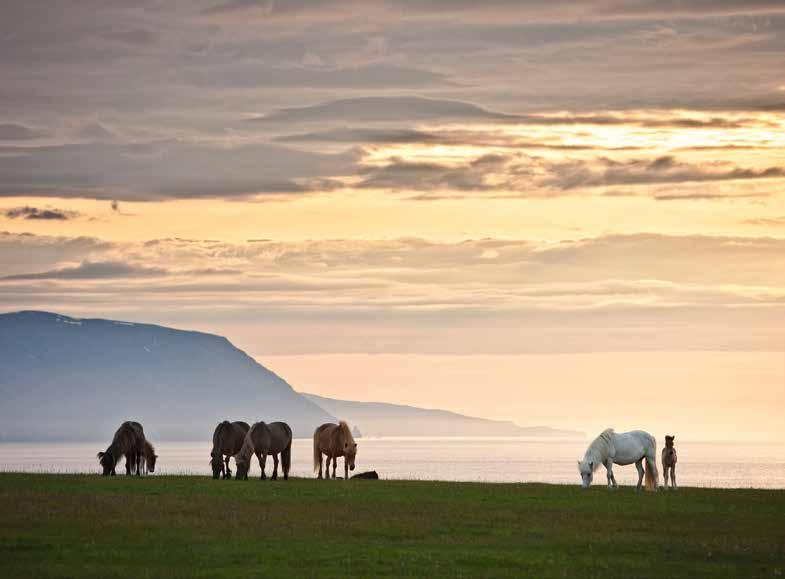 Rasen finns till och med representerad på Hawaii. Islandshästarna reser över hela världen och drygt 1 000 hästar exporteras från Island årligen.