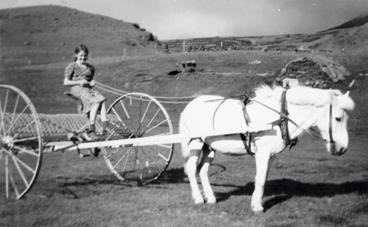 Genom århundradena, var hästen det enda transportmedlet på Island och var en riktig arbetshäst.