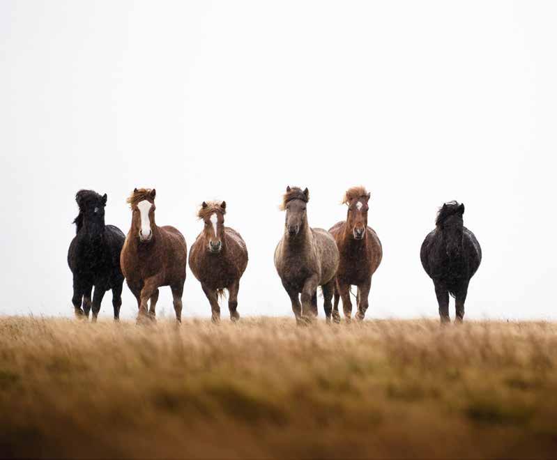 Det första hästavelsförbundet på Island grundades 1904. På 1950-talet hade hästens uppgift som arbetsdjur och transportmedel minskat markant.