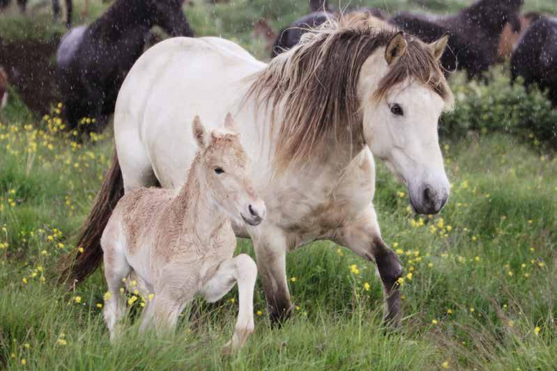 Avel Det officiella avelsmålet för islandshästar är att producera en frisk, fertil och hållbar ridhäst, som är robust men ändå elegant. En mångsidig häst med fem utmärkta gångarter.