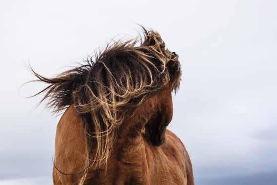 När en häst lämnat Island får den aldrig återvända.
