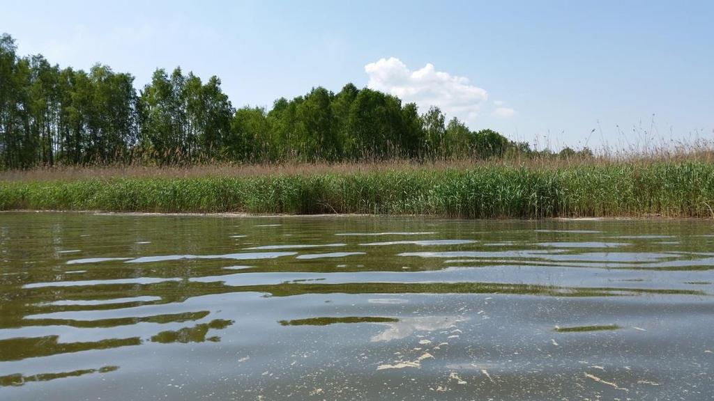 Figur 21. Vassvegetation i området. En sammanställning av rapporterade fåglar kring Esterön och generellt längst in i Bråviken har gjorts (Bilaga B10) för de senaste 10 åren.