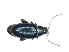 Vi fångade i medeltal fler jordloppor i försök med en senare såtidpunkt. P. nigripes 3% P. undulata 11% Övriga 15% P. vittula 19% Phyllotreta atra 29% P. striolata 23% Figur 4.