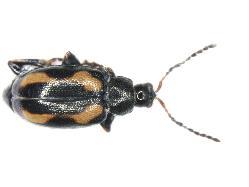 undulata) och sidenglänsande jordloppa (P. nigripes). Bland övriga arter som fångades var större linjordloppa (Aphthona euphorbiae) samt individer av släktet Chaetocnema vanligt förekommande.