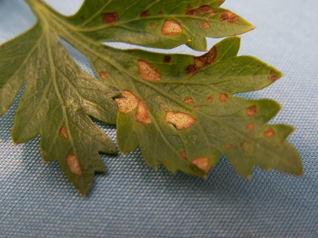 Persilja Septoria bladfläck Fröbehandling med bakterie och kemisk standard Poolade resultat från n fyra fältff