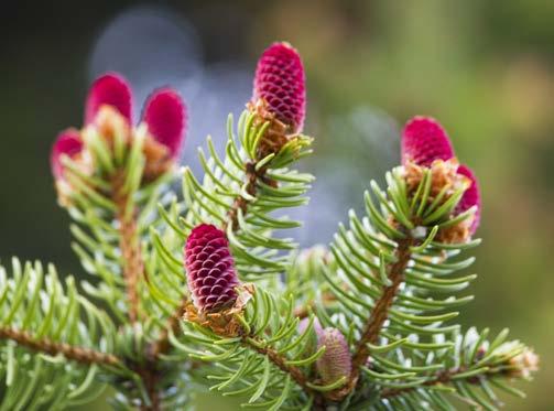 8.2 Uppbyggnad och struktur Den växande skogen tar upp koldioxid från atmosfären.