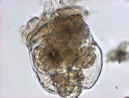 crotonensis 2006 Fragilaria crotonensis M onader Cryptomonas sp 2007 Rhodomonas sp A nabaena sp Cyclotella sp 2008 Aulacoseira sp (5-10 µm) Woronichinia naegeliana Ceratium hirundinella 2009 A