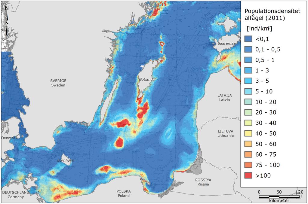 Sida 9 av 20 Figur 3 Fördelning och täthet av övervintrande alfågel, Clangula hyemalis, i Östersjön. Kartan är framtagen av Ramböll (2017) baserad på data från (Skov, et al., 2011).