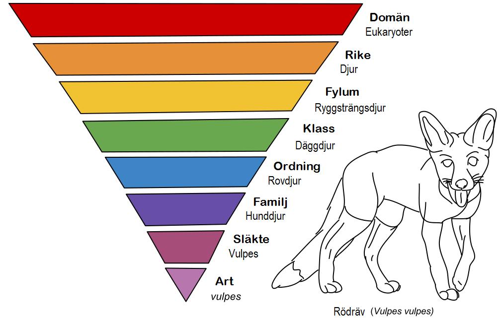 Taxonomier 2018-03-06 Kontrollerade vokabulärer kan vara öppna eller slutna.