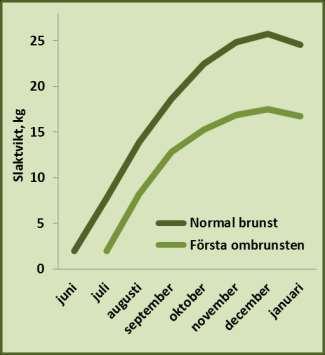Kraftig årlig beskattning av vuxna handjur eller betydande beskattning av vuxna handjur före brunsttiden, kan alltså leda till skev könsfördelning under brunsten och därmed påverka brunstbeteendet