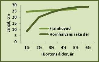 Men då man beskådar hornen rakt från sidan, gör bågen i den övre delen att den ser aningen kortare ut än vad den i verkligheten är.