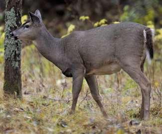 Fjolårigt hondjur (1½ år) En hind i åldern 2½ år har en tyngre och förhållandevis kraftig kropp.