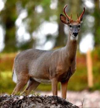 Ett handjur i åldern 1½ år kan likna en hind utan horn. Hals och nacke är förhållandevis klena och under förhösten kan de se ut att vara smalare än huvudets bredd.