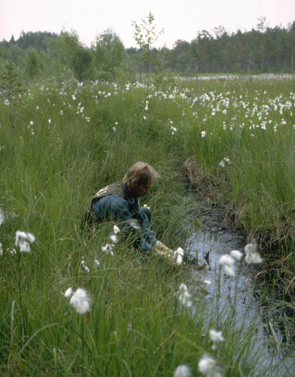 Provtagning och sköljning av rötter.