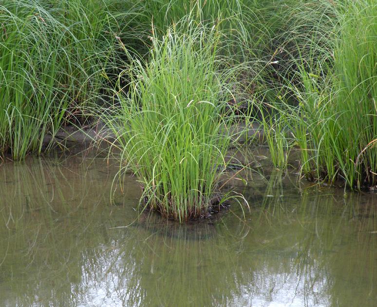 Arter som använts vid regional biogeokemisk provtagning. Överst till vänster: Älggräs, Filipendula ulmaria. Överst till höger en starr-art, Carex.