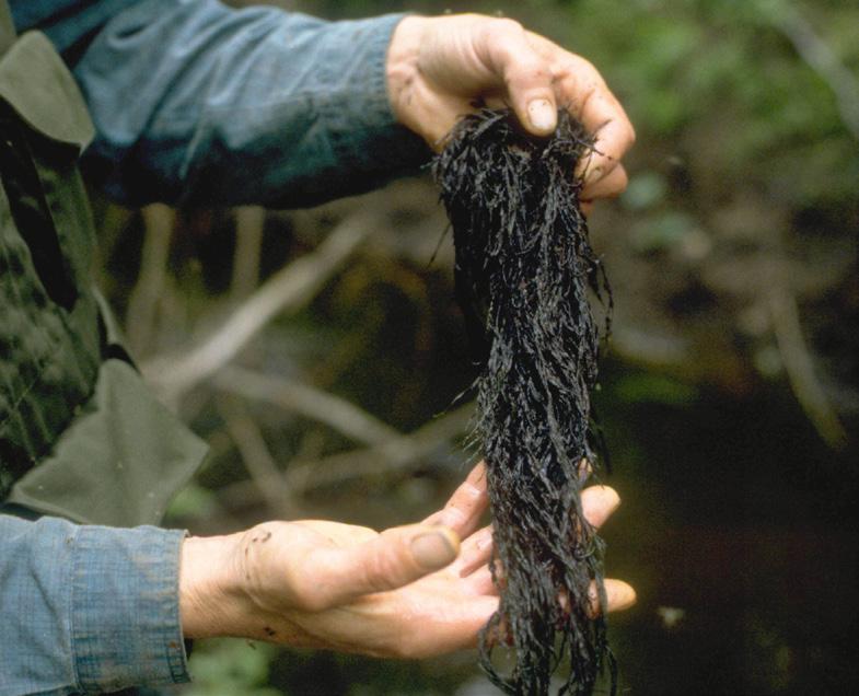 The general distribution pattern of vanadium in water plants is noticeably different from that of till, which indicates that the bedrock geology plays a secondary role in the dispersal pattern of