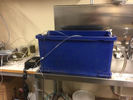 FIGUR 13: Ö. V VATTENBADET OCH UPPSTÄLLNINGEN AV FÖRSÖKET. Ö. H ANVÄND LUFTNINGSANORDNING. N. V BÄGARE MED BIOFILM I RUMSTEMPERATUR. N. H BÄGARE MED BIOFILM I KYLANDE VATTENBAD.