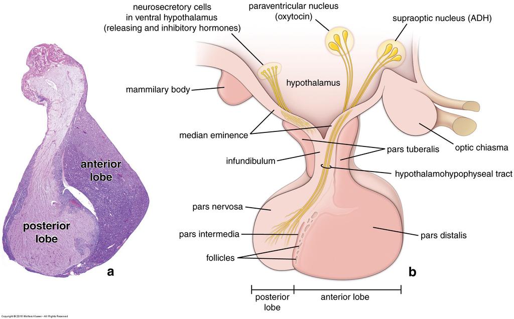 Tema 4 Menstruationscykeln Menstruationscykeln eller vardagligare menscykeln (av latinets mensis som betyder "månatlig") är ett tidsintervall mellan två menstruationsblödningar räknat från första