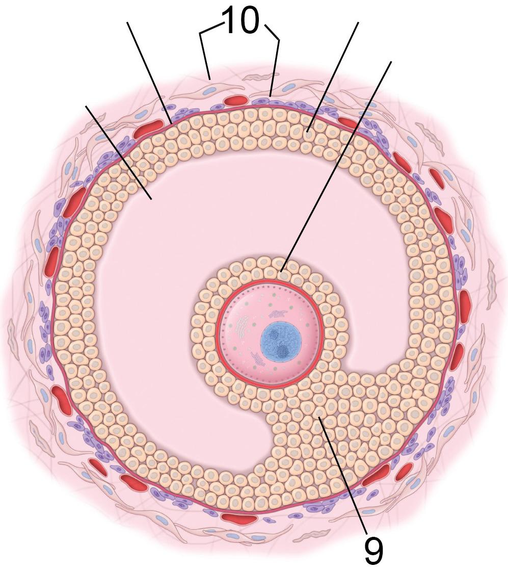 (1-10; 2a och 2b representerar tidig respektive sen utveckling av samma struktur). Fig. 23.2 + 23.7. Histology A Text and Atlas, Pawlina, Ed.,7th Ed. 1. Primordialfollikel 2.