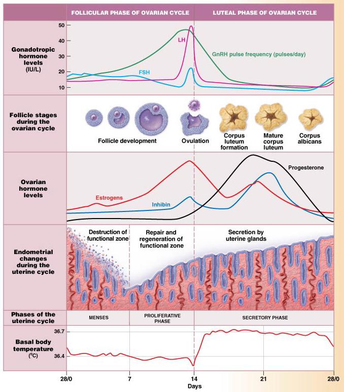 Tema 4 - Del C. (5 p) Hormoner från hypofys och från ovariet varierar under menstruations-/ovulationscykeln.