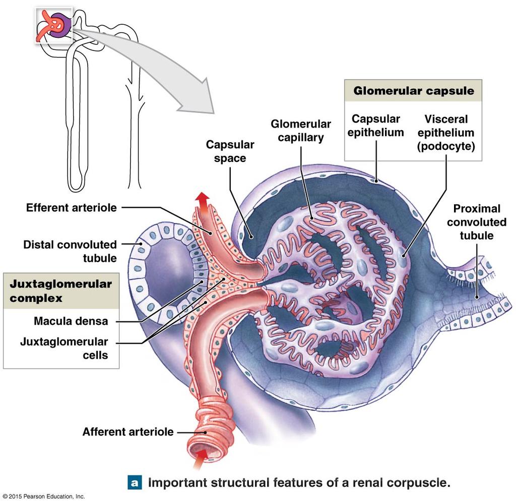 Tema 5 - Del B. (5 p) Njurkroppen (glomerulus) utför den primära och omfattande filtreringen av blodet i njurarna.