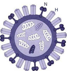 Influensa Hemagglutinin för inträde i värdcellen Neuraminidas för frisättning av nybildade virus från