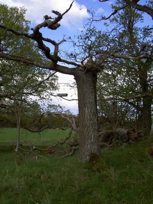 Ekmiljöer i Linköpingstrakten 2007. Bilden är tagen i Siggantorp och visar på ett ganska ovanligt substrat: Grov nydöd ekved.