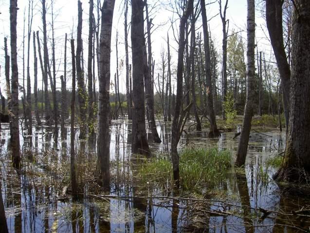 Björkmiljöer i Tinnerö eklandskap 2011. Bilden visar en del av den nu till stora delar döda björkskogen i anslutning till Rosenkällasjön.