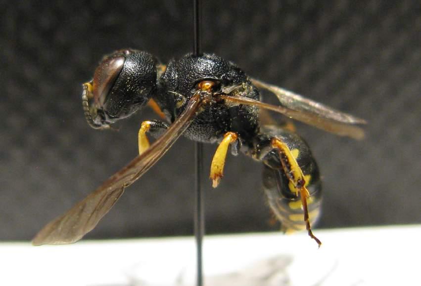 Gulnosad småsilvermunstekel var rödlistad i kategori 2, Sårbar, i 1993 års rödlista (Ehnström et al. 1993). Rovstekeln Lestica clypeata Lestica clypeata är en upp till 12 mm lång rovstekel.
