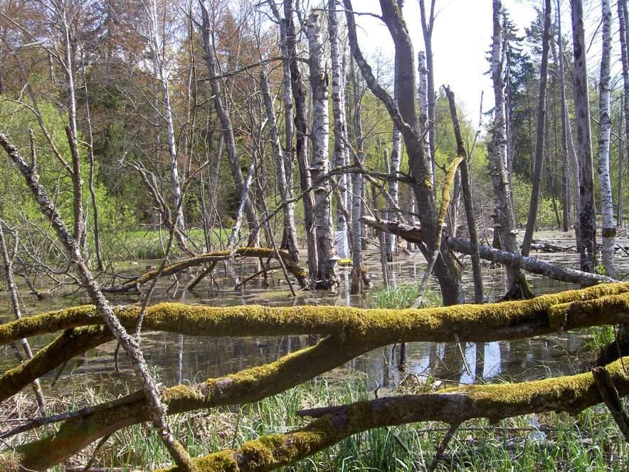 I en fönsterfälla en bit ut i sumpskogen påträffades en av inventeringens två exemplar av Mimumesa beaumonti.