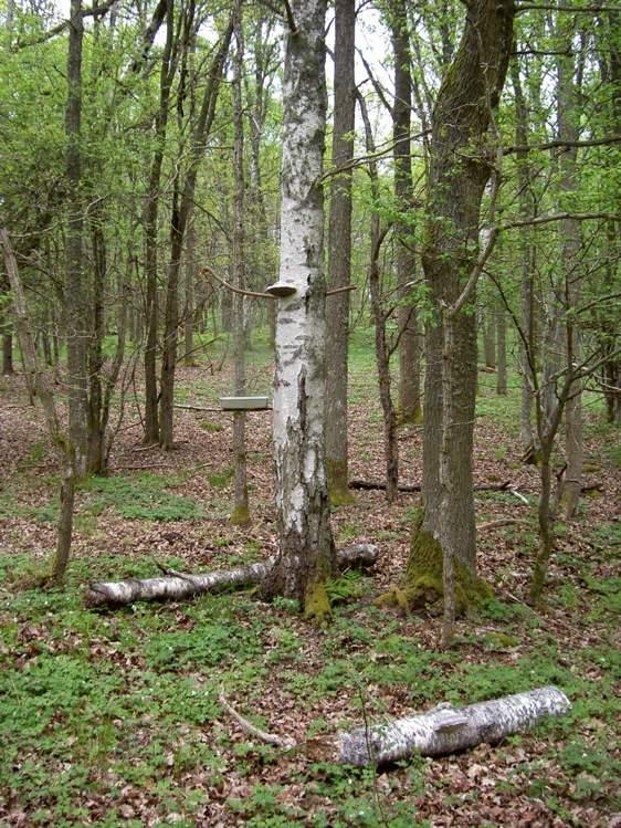 Gammal björk och klibbal i Eklandskapet 2007 År 2007 sattes sammanlagt 18 fönsterfällor ut i områdena Klint (Vist), Kvillabro som är en del av Västerby naturreservat (Vårdnäs), Lilla Långnäs (Vist),