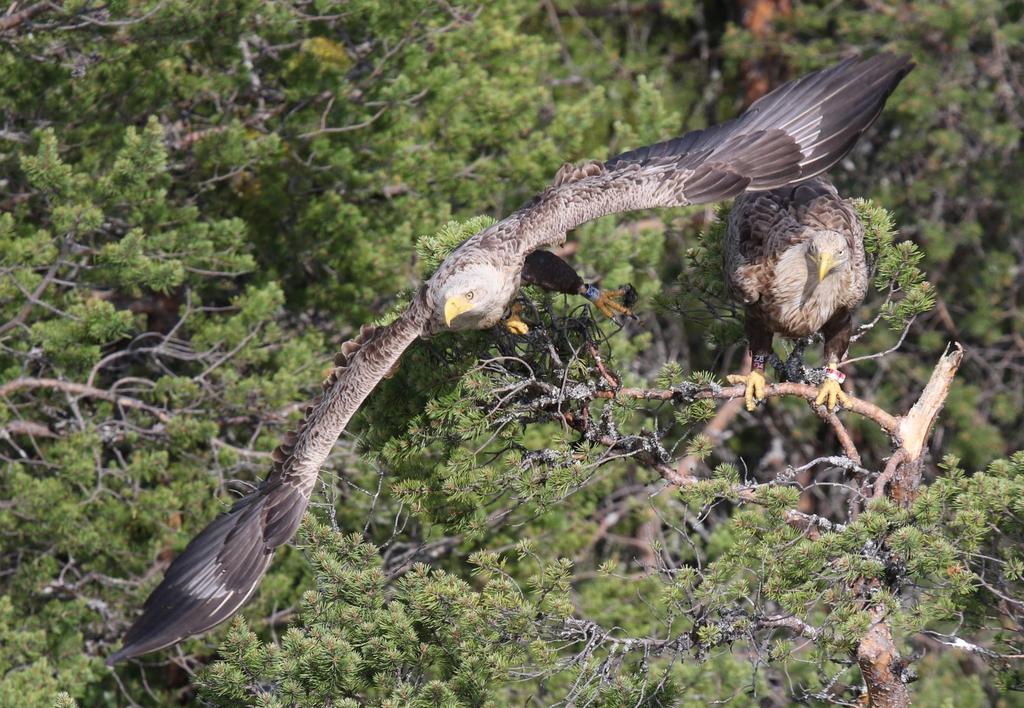 Havsörn Haliaeetus albicilla Rödlistan: NT (Nära
