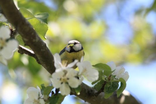 Ett av de största hoten mot naturmiljön är invasiva främmande arter 34 som kan hota biologisk mångfald och förstöra habitat.